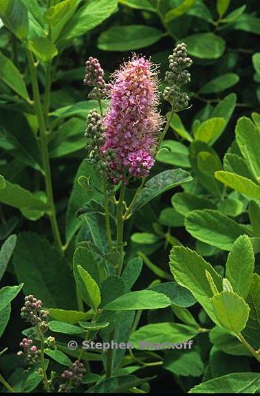 spiraea douglasii 3 graphic